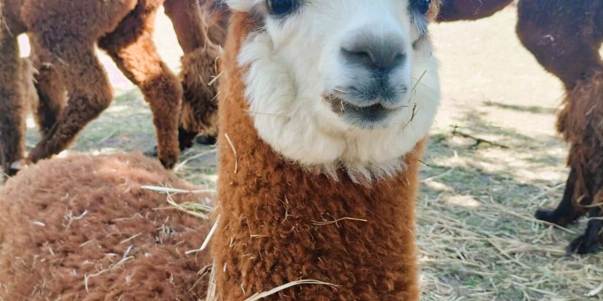 3b807ab0-f2c4-4b81-bbf1-32462f5ac2f0